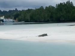 Buaya Kerap Muncul, Disbudpar Berau Wacanakan Danau Labuan Cermin Wisata Konservasi