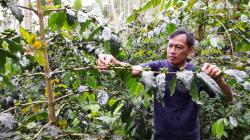 Masyarakat Dataran Dieng Miliki Alternatif Komoditas Andalan selain Sayuran, Yaitu Kopi