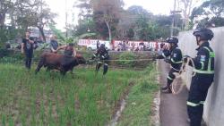 Sapi Kurban Jatuh ke Saluran Irigasi, Damkar Kuningan Bantu Evakuasi