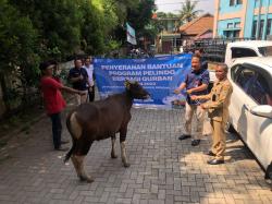 Berbagi Sukacita Idul Adha, Pelindo Regional 2 Banten Salurkan 13 Ekor Sapi Hewan Kurban