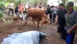 Warga Berlarian saat Sapi Kurban Mengamuk di Kuningan