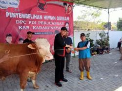 Puan Maharani Sumbang Sapi Kurban Simetal Berbobot 650 kg di Karanganyar 