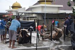 Kurban Polri Presisi, Polda Babel Sembelih 34 Hewan Kurban di Momen Idul Adha 1444H