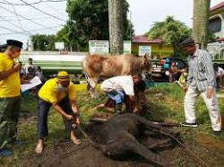 Itje: Berkurban Adalah Wujud Hablumminallah dan Hablumminannas