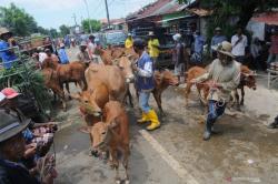 Turunnya Animo Berkurban Sapi