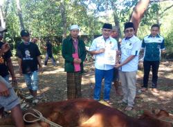 Sembelih Hewan Kurban, PKB Kuningan Distribusikan 2 Sapi dan 27 Kambing