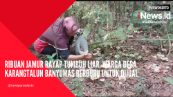 Video Ribuan Jamur Rayap Tumbuh Liar, Warga Desa Karangtalun Banyumas Berburu Untuk Dijual