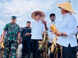 Presiden RI Jokowi Tinjau Langsung Ladang Jagung di Kabupaten Keerom