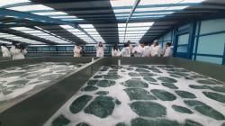 Kantongi Sertifikat Grade A, SHB Jadi Hatchery Terbesar dan Termodern di Indonesia dengan Brand 339