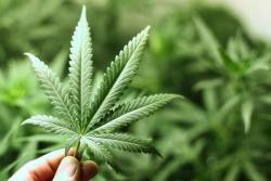 5 Dampak Buruk Ganja bagi Tubuh, Nomor 4 Terkait Jantung