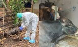 Mengenal 4 Tipe dan Bahaya Penyakit Antraks! Yang Sempat Viral Penyebarannya di Gunung Kidul