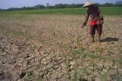 Di Musim Kemarau, Dinas Pertanian dan Pangan Pidie Jaya Targetkan Tanam Padi Seluas 6 Ribu Hektar