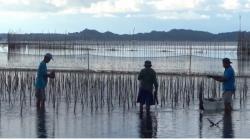 Cegah Abrasi, Warga Pesisir Pantai Barru Tanam Mangrove