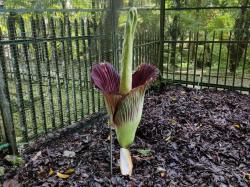 Wow! Bunga Bangkai di Kebun Raya Cibodas Kembali Mekar