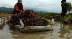 Khawatir Padi Busuk Terendam Banjir, Petani di Pangandaran Panen Dini Padi Mereka