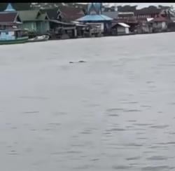 Warga Ketapang Temukan Buaya Mati di Pinggir Sungai