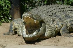 Seekor Buaya Muncul di Waduk Cincin Hebohkan Warga