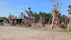 Bisnis Menjanjikan dari Pohon Pule, Bikin Pekarangan Rumah Jadi Teduh Uang pun Mengalir