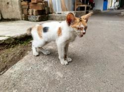 Fenomena Kucing Mati Mendakak di Jakarta Sudah Sampai ke Cianjur