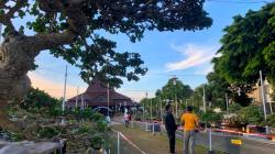 Melihat Pameran Ratusan Bonsai di Ponorogo, Harganya Cukup Fantastis