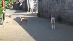 Warga di Bogor Terlibat Perselisihan gegara Anjing Viral, Ini Kata Polisi! 