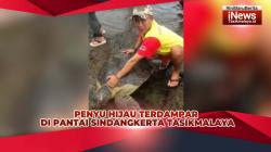 VIDEO: Penyu Hijau Terdampar di Taman Lensar Pantai Sindangkerta Tasikmalaya, Warga Evakuasi ke Laut