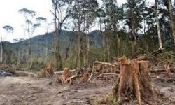 Merambah Hutan Cagar Alam, Kades dan Tomas di Luwu Timur jadi Tersangka