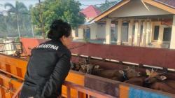 Tak Punya Dokumen Kesehatan, Puluhan Ekor Sapi asal Lombok Ditolak Masuk ke Sumatera