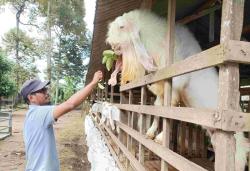 Kisah Bung Karno Bawa Kambing Senduro Lumajang dari India, Bukti Proyek Pembangunan Peternakan