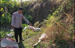 Mutilasi, Sapi Betina Ditemukan Warga Terpotong Jadi Tujuh Bagian