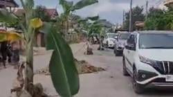 Bosan Dengan Janji Pemprov Sulsel, Warga Tanam Pisang di Jalan Rusak