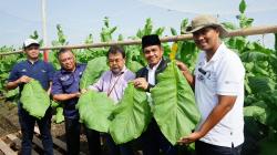 PTPN X Petik Perdana Tembakau di Klaten