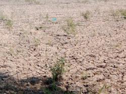 Dampak Kekeringan di Cirebon, Puluhan Hektar Sawah Gagal Tanam