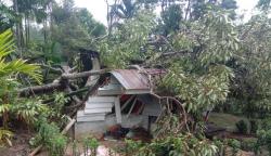 Pohon Tumbang Tewaskan 4 Warga Madina saat Hujan Deras Disertai Angin Kencang, 4 Lainnya Luka Parah 