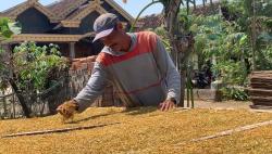 Kemarau Panjang, Petani Tembakau di Ponorogo Kaya Raya