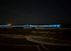 Bikin Takjub ! Cahaya Biru Memancar di Pantai Venice California , Fenomena Apa?