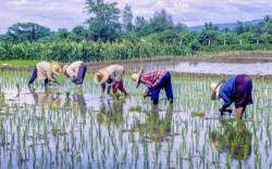 6 Negara Penghasil Padi Terbesar di Asia Tenggara