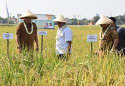 Teknologi Smart Iklim Digunakan Pertanian Kabupaten Cirebon untuk Hadapi El Nino