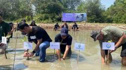 Cegah Abrasi dan Emisi Karbon, Amartha Tanam 1.000 Mangrove di Pesisir Demak