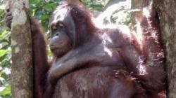 Kisah Sedih Orang Utan Dijadikan PSk di Rumah Bordir! Melayani Seks Para Pria Hidung Belang