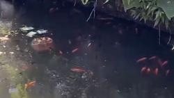 Unik, Hidup Didataran Tinggi Ikan di Banjarnegara Hidup di Air Panas Dengan Suhu 40 Derajat Celsius