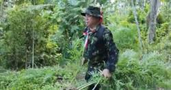 Ladang Ganja Seluas 4,5 Hektar di Musnahkan Petugas di Aceh Utara