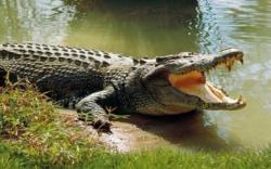 Seorang Pemancing Disambar Buaya saat Cuci Tangan di Sungai