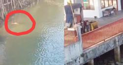 Viral Buaya Muncul di Sungai Ciliman Bikin Heboh Warga