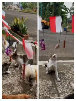 Lucunya Kucing Ramaikan HUT RI: Ikut Lomba Makan Daging yang Digantung