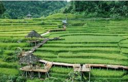 Serasa Berada di Desa Wisata Ubud Bali, Ternyata Terasering Cisalada Dekat Banget dari Jakarta