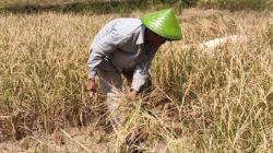 Dilanda Kekeringan Padi di Cibeber Gagal Panen