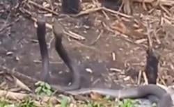 2 Ular Berbisa King Cobra Hebohkan Warga Tasikmalaya, Lakukan Perkawinan di Halaman Rumah Penduduk