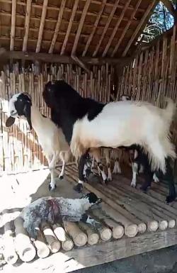 Geger !! Kambing dan Domba Warga Ijen Mati Misterius, Belum Diketahui Penyebabnya