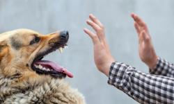 Bisa Serang Otak, Kenali Gejala Rabies pada Manusia dan Hewan Serta Cara Penanganannya